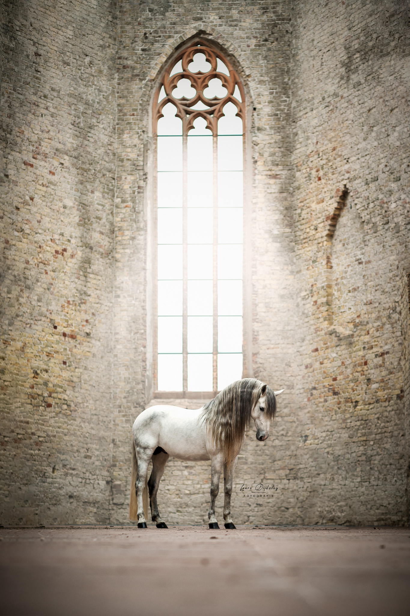 lauradijkslagfotografie paardenfotograaf heerde andalusier