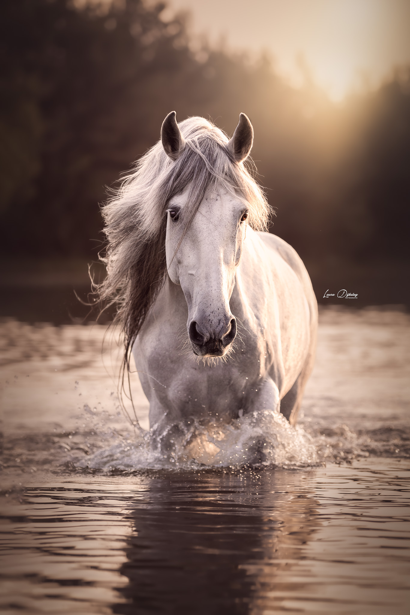 blackfoto witte hengst spaanse paarden paardenfotograaf laura dijkslag fotografie heerde gelderland
