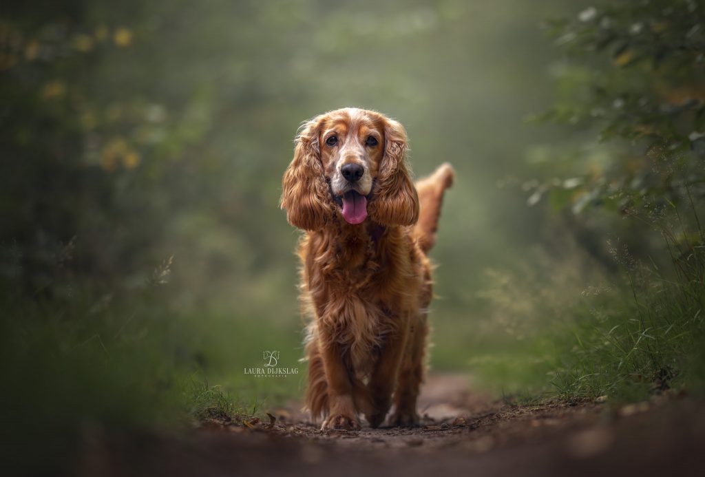 hondenfotograaf heerde epe wapenveld cocker spaniel laura dijkslag fotografie