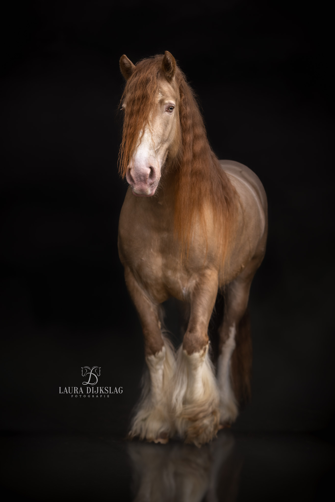 laura dijkslag fotografie irish cob paardenfotograaf heerde zwolle apeldoorn fineart3