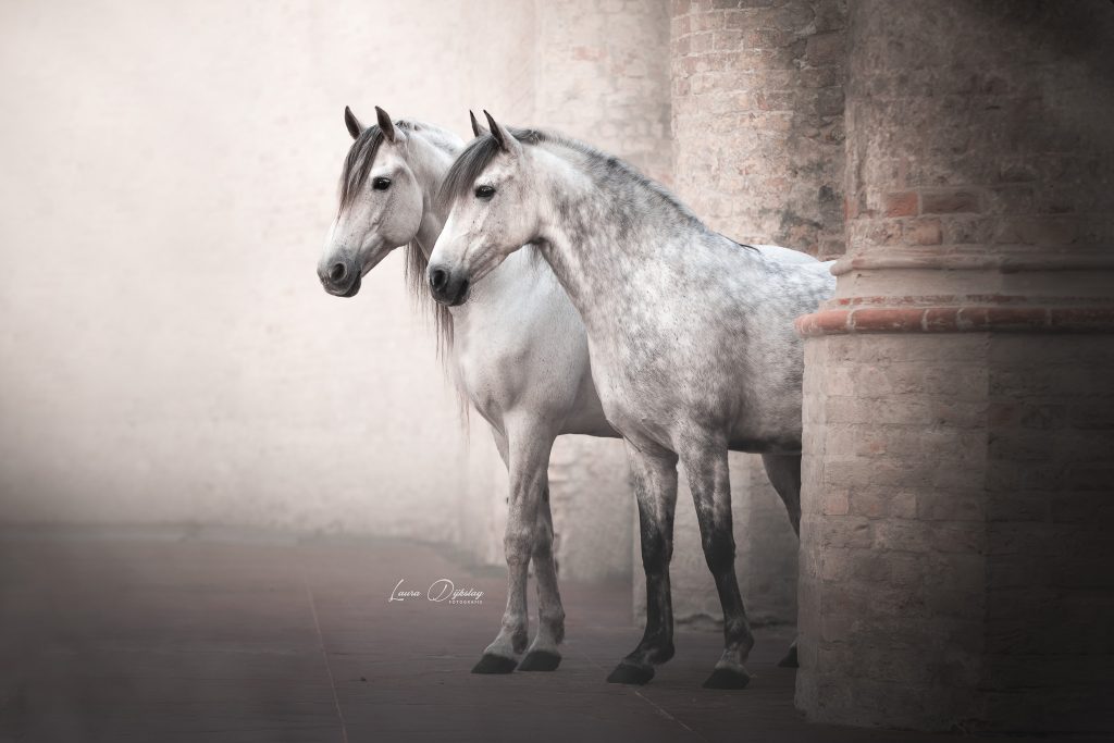 laura dijkslag fotografie oude kerk paardenfotograaf heerde epe zwolle spaanse hengst PRE