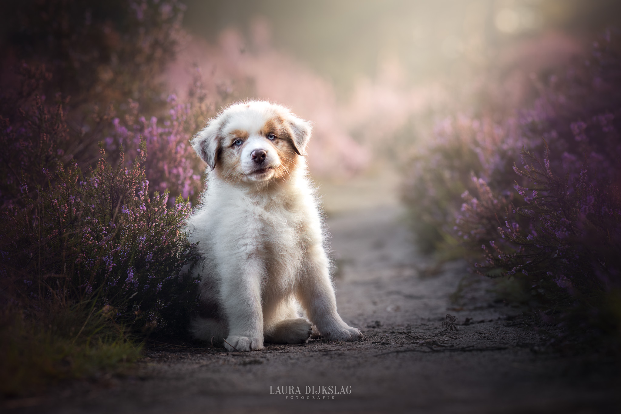 laura dijkslag fotografie puppies aussie australian shepherd hondenfotograaf