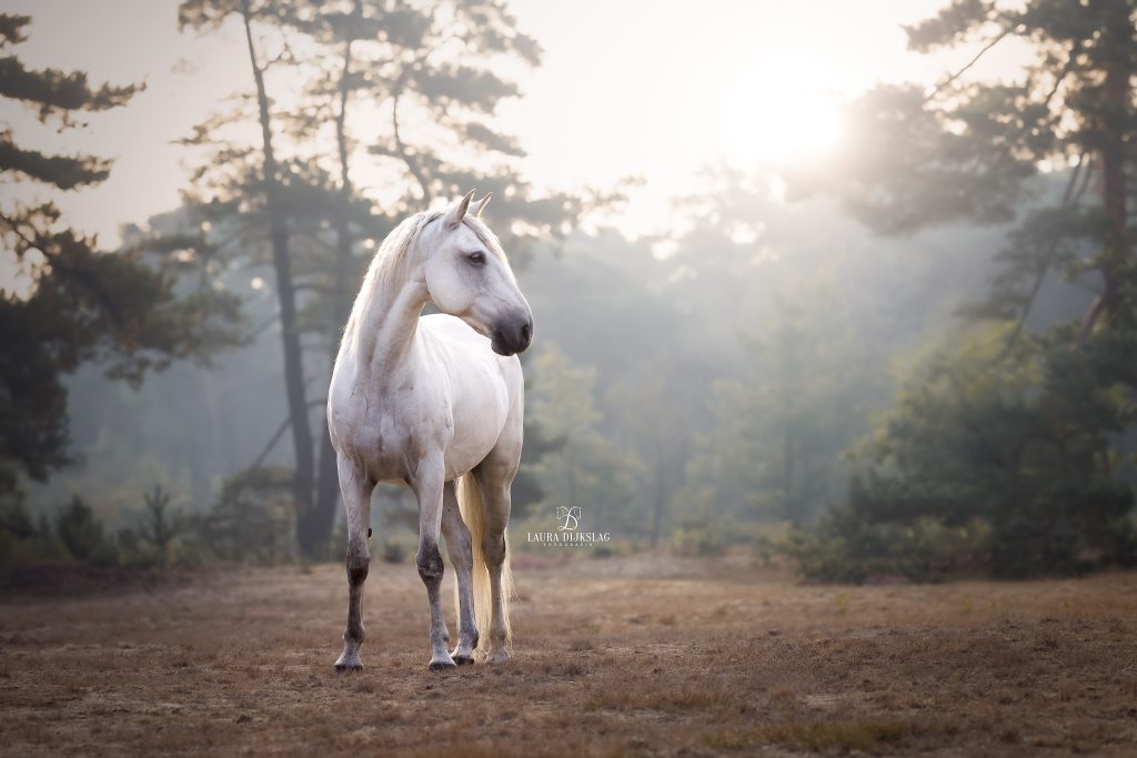 laura dijkslag fotografie wit paard zandverstuiving paardenfotograaf heerde