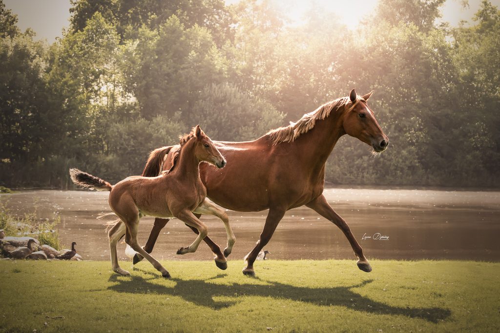 merrie met veulen laura dijkslag fotografie paardenfotograaf heerde epe wapenveld gelderland