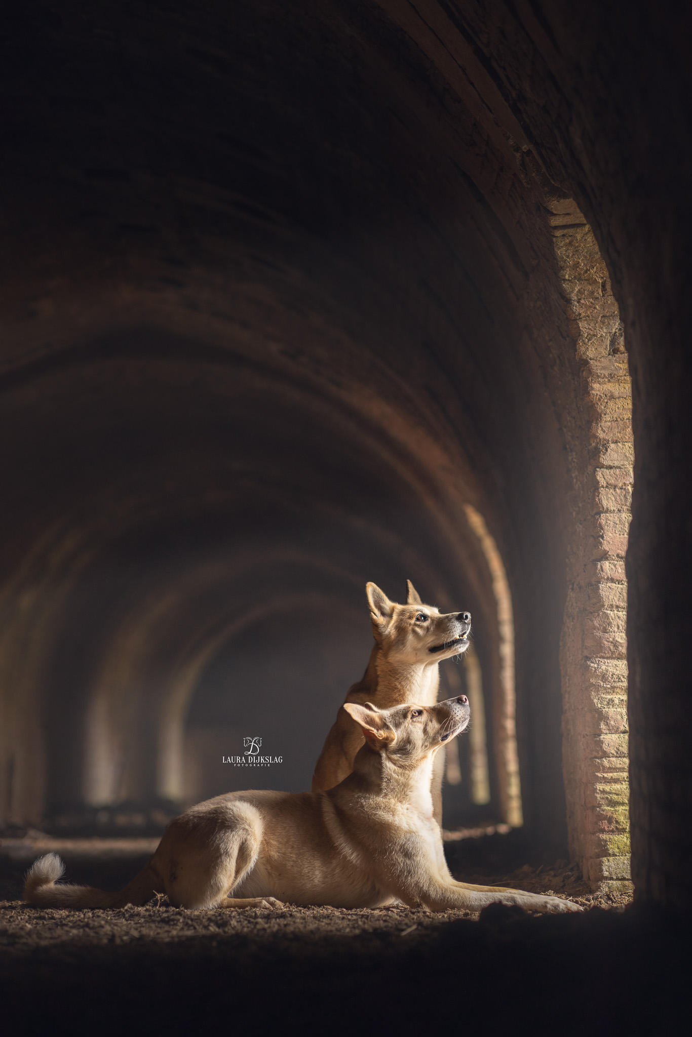 oude fabriek herdershond husky hondenfotograaf laura dijkslag fotografie heerde zwolle apeldoorn