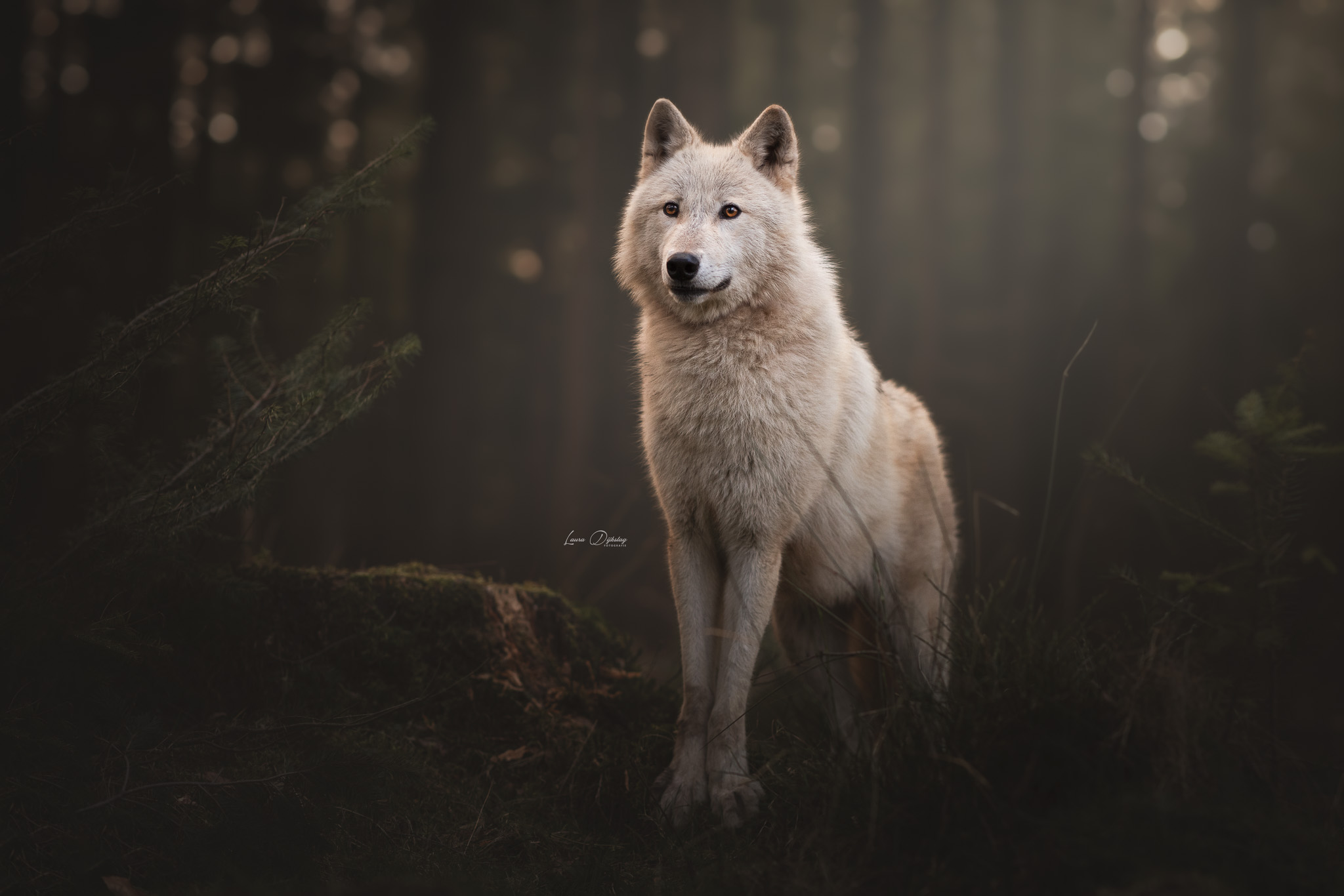 witte wolfhond laura dijkslag fotografie hondenfotograaf