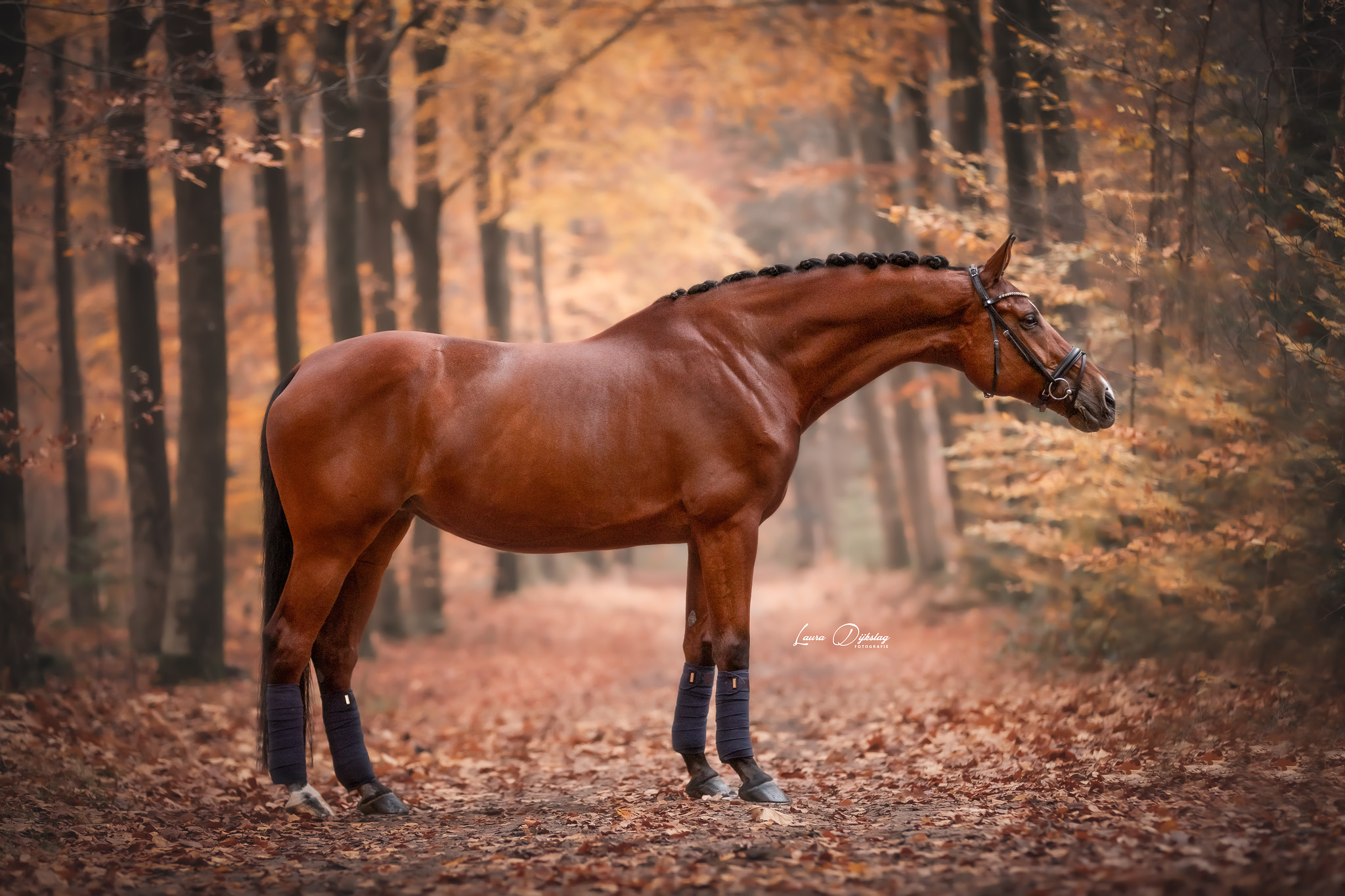 herfst bruin paard paardenfotografie laura dijkslag fotografie paardenfotograaf heerde zwolle apeldoorn