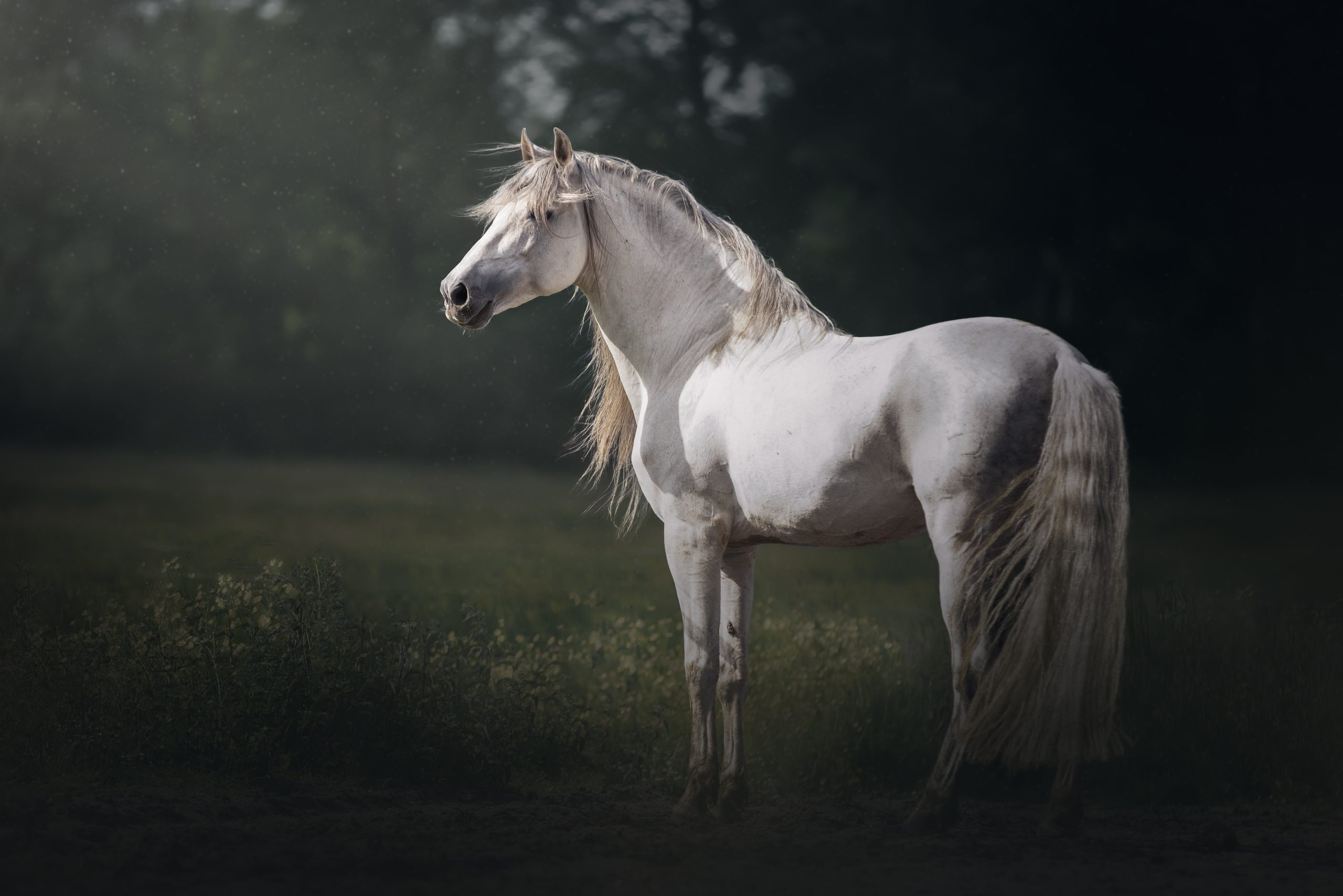 spaanse hengst goldenhour wit paard dressuurpaard paardenfotograaf laura dijkslag fotografie heerde gelderland