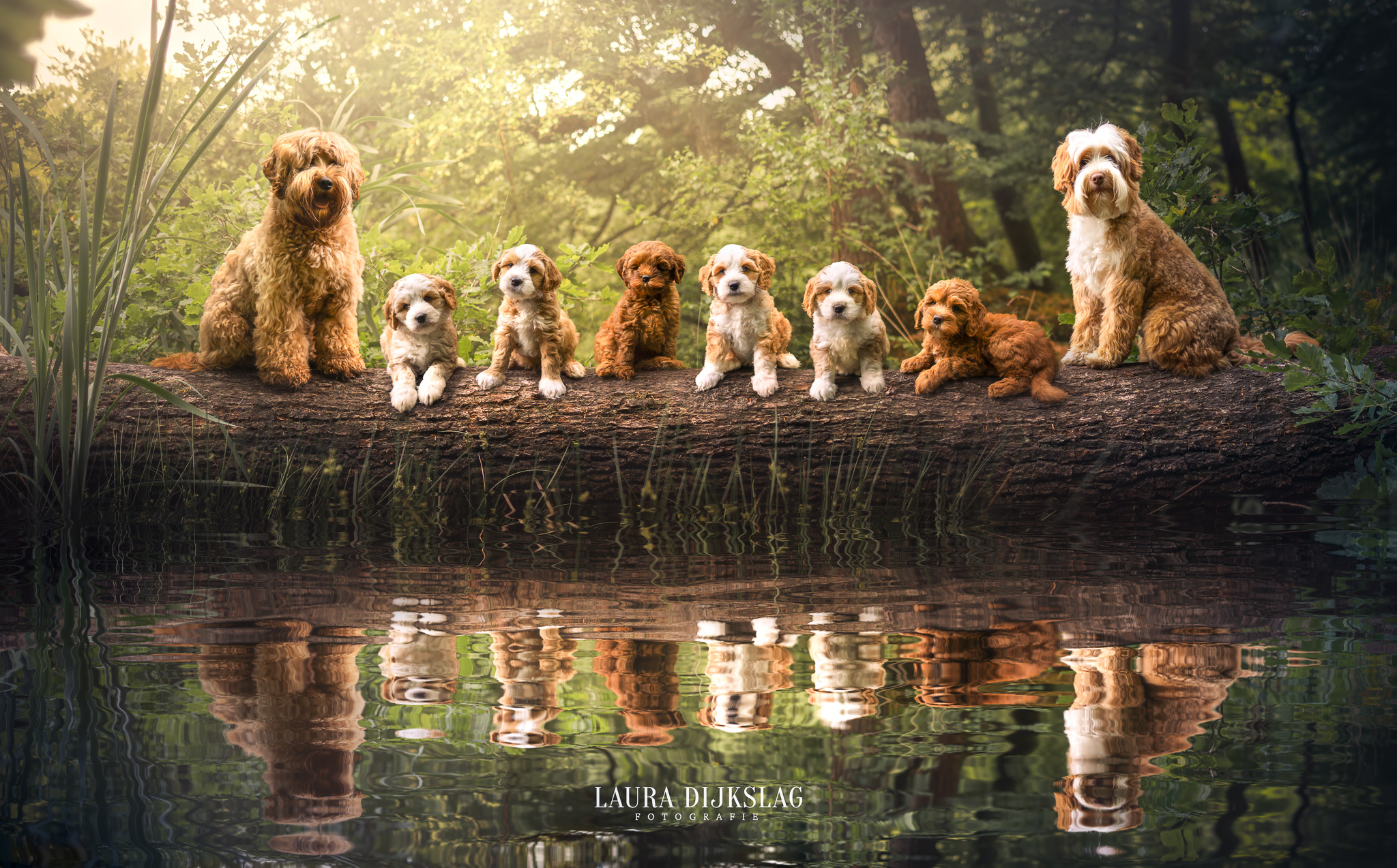 nestfoto labradoodle laura dijkslag