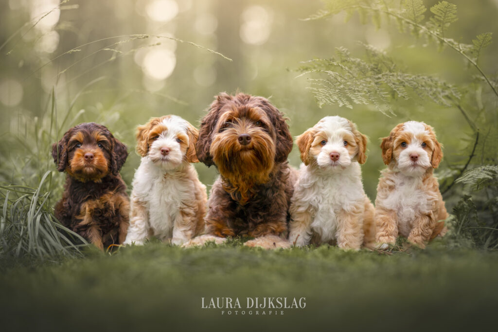 labradoodle nestfotografie laura dijkslag